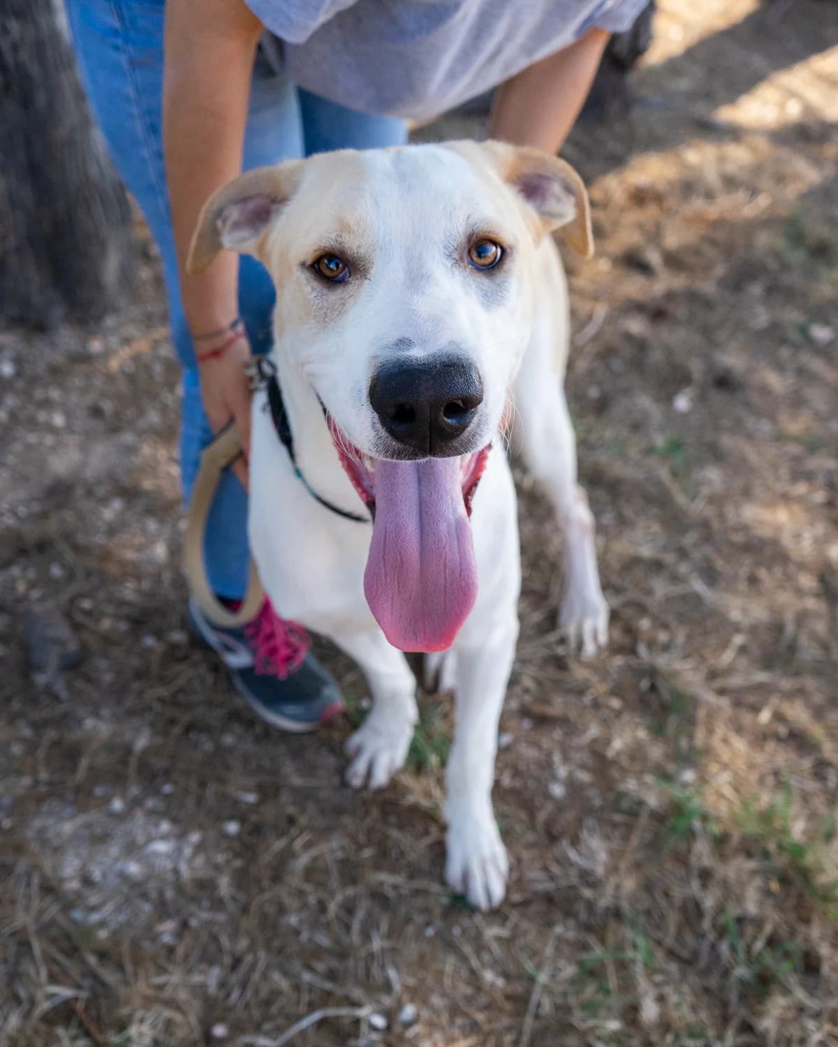 Lucky, male Mixed Breed for adoption at Canile di Monopoli, Monopoli (BA)