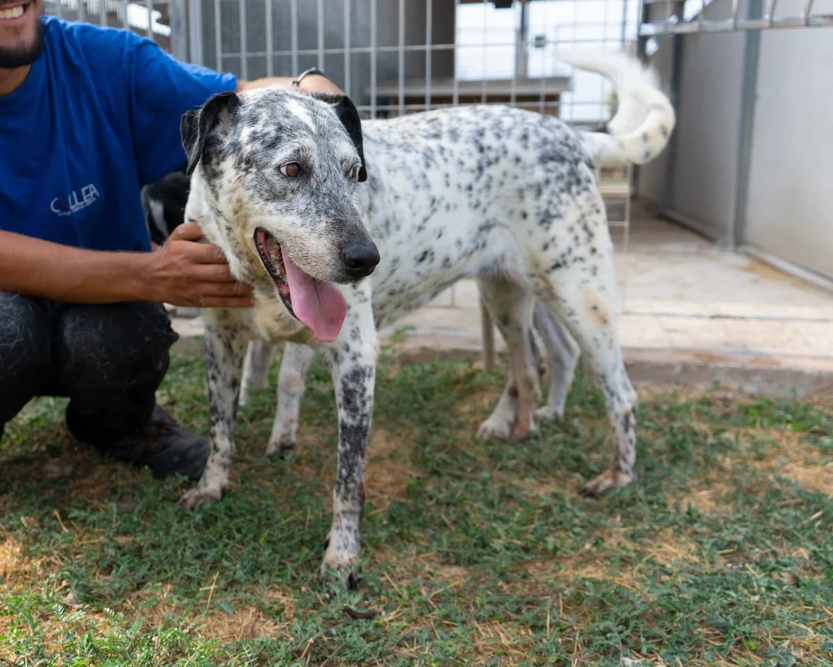 Macchia, female Mixed Breed for adoption at Canile di Monopoli, Monopoli (BA)