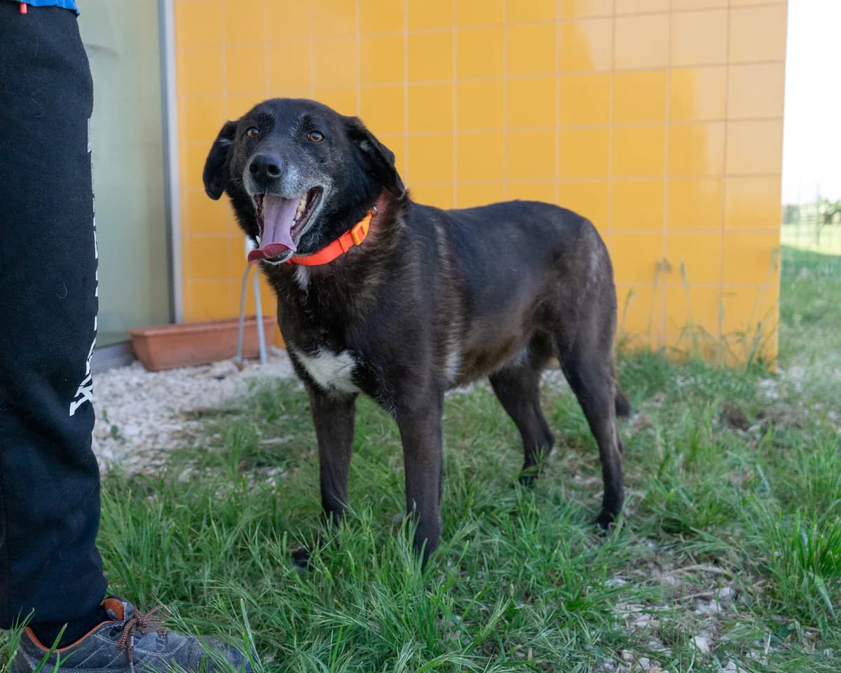 Pluto, male Mixed Breed for adoption at Canile di Monopoli, Monopoli (BA)