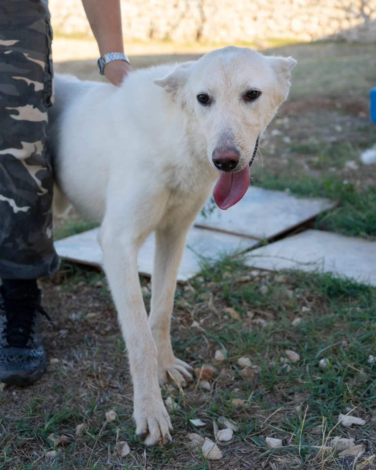 Ragnetta, female Mixed Breed for adoption at Canile di Monopoli, Monopoli (BA)