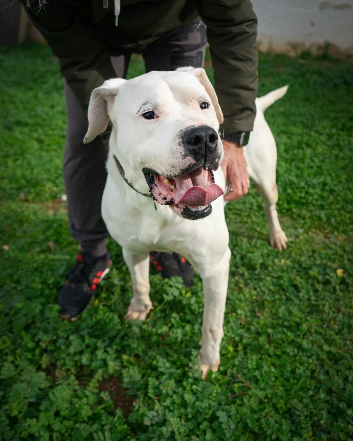 Raul, male Mixed Breed for adoption at Canile di Monopoli, Monopoli (BA)