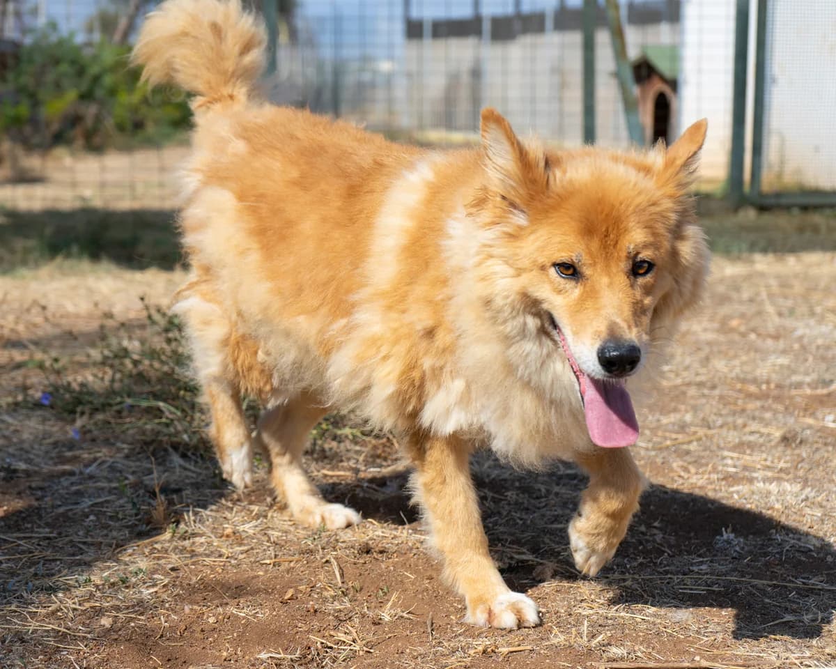 Rosso, male Mixed Breed for adoption at Canile di Monopoli, Monopoli (BA)
