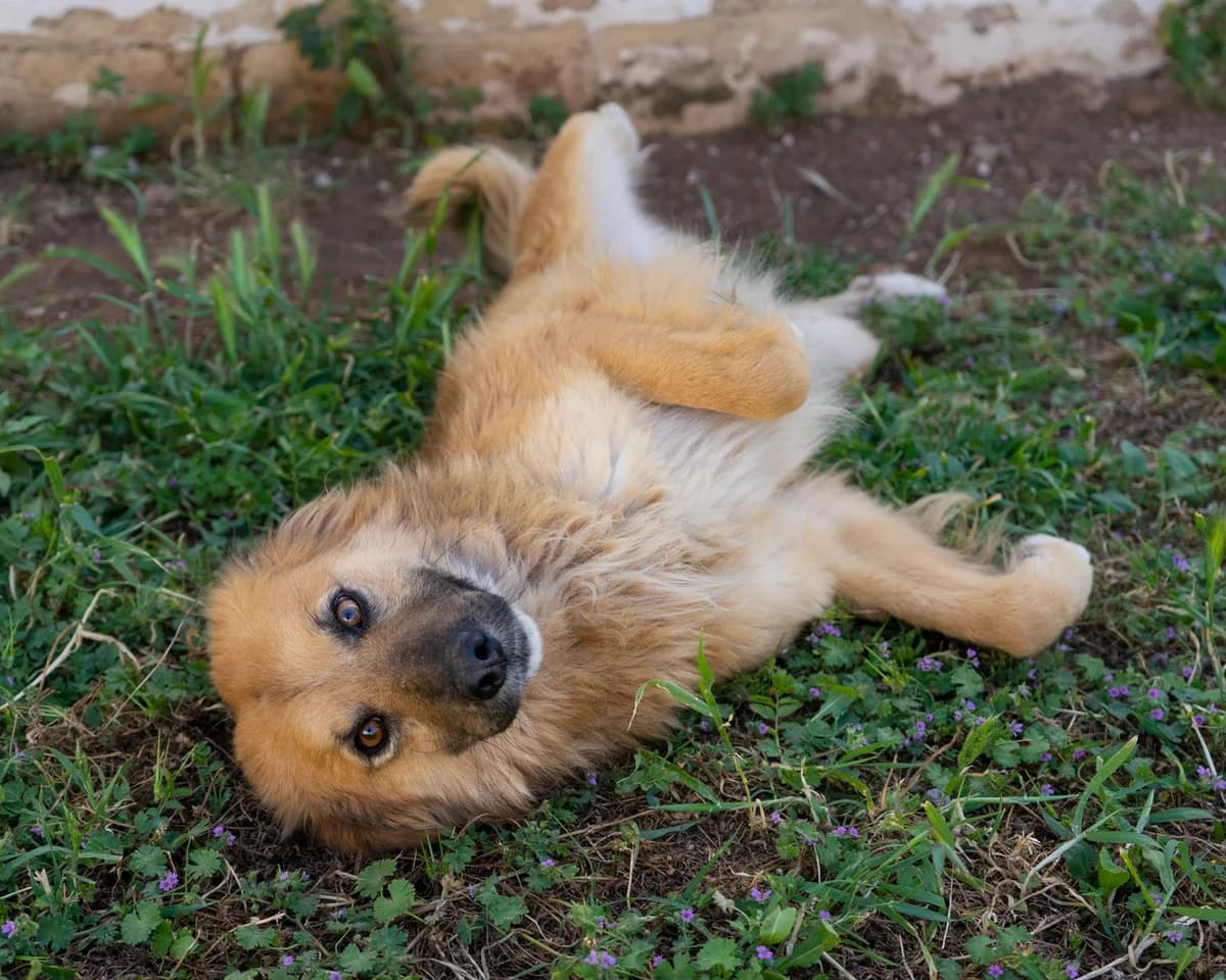 Spank, male Mixed Breed for adoption at Canile di Monopoli, Monopoli (BA)
