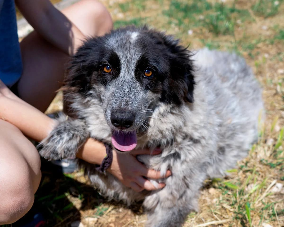 Taffy, female Mixed Breed for adoption at Canile di Monopoli, Monopoli (BA)