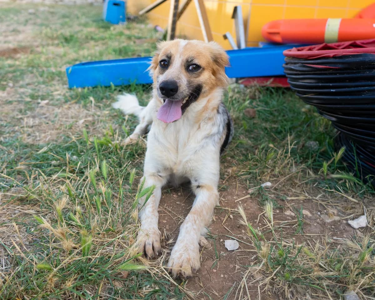 Titti, female Mixed Breed for adoption at Canile di Monopoli, Monopoli (BA)