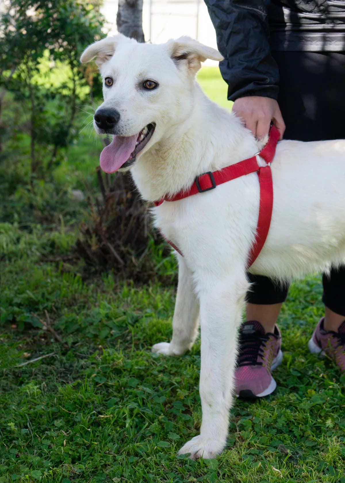 Tony, male Mixed Breed for adoption at Canile di Monopoli, Monopoli (BA)