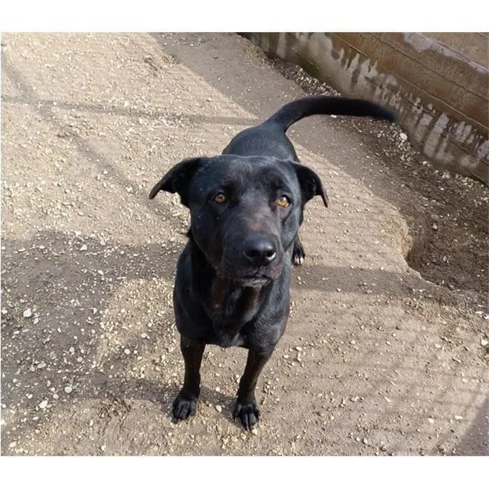 Alexio, Nero female senior mixed breed for adoption at Canile della Muratella, Rome