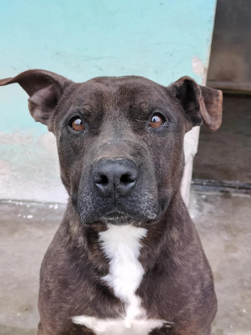 AX, male senior American Staffordshire Terrier for adoption at Canile San Francesco Padova, Padova