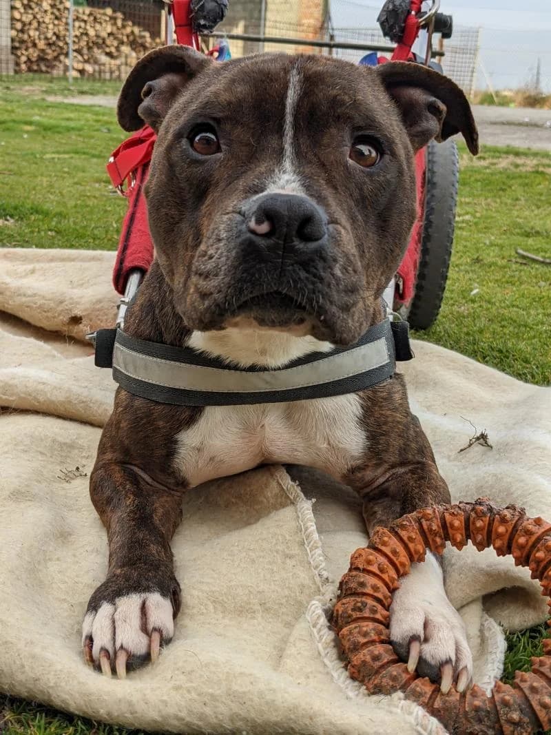 DADO, male 7yo American Staffordshire Terrier for adoption at Canile San Francesco Padova, Padova