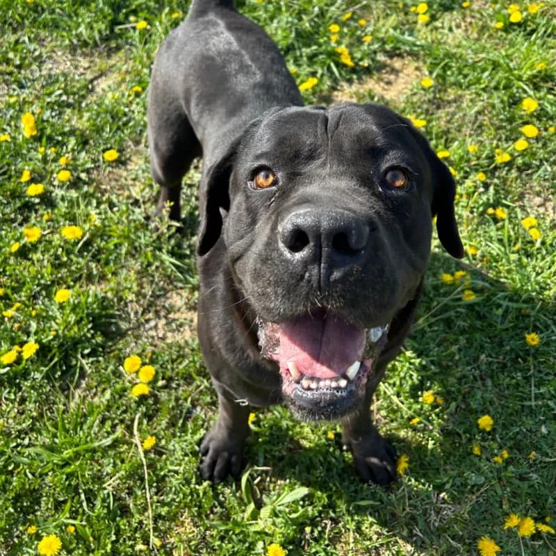 ETTORE, male senior Cane Corso for adoption at Canile San Francesco Padova, Padova