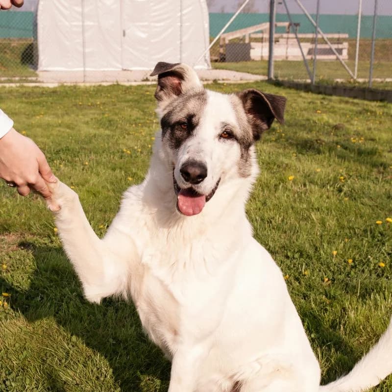 BEN, male young mixed breed for adoption at Canile San Francesco Padova, Padova