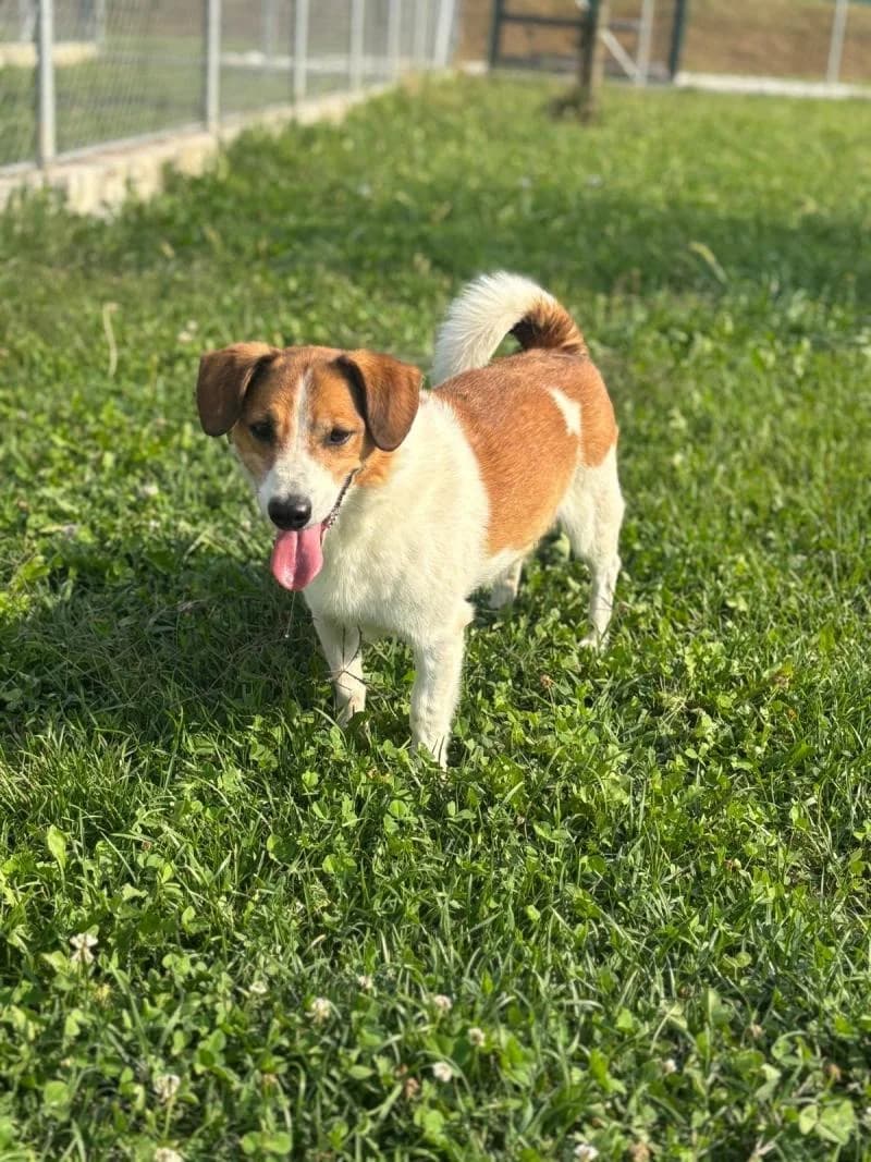 Rex, male senior mixed breed for adoption at Canile San Francesco Padova, Padova