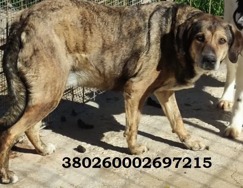 Ambra, male puppy Mixed Breed for adoption at Canile Rifugio Oasi