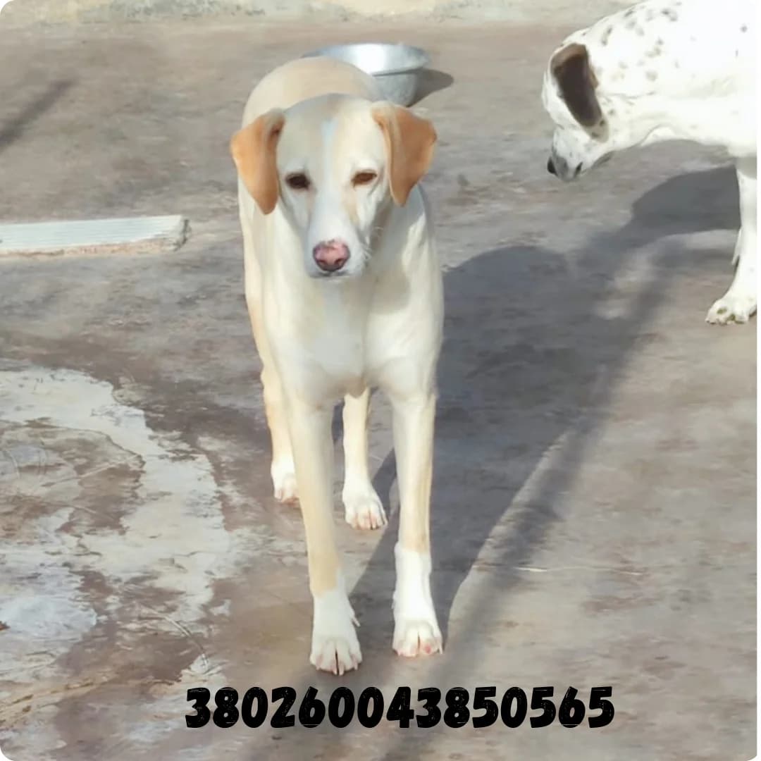 Amelia, male puppy Mixed Breed for adoption at Canile Rifugio Oasi