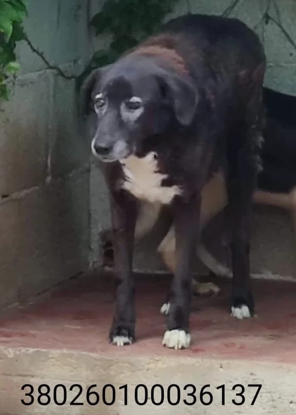 Amico, male puppy Mixed Breed for adoption at Canile Rifugio Oasi