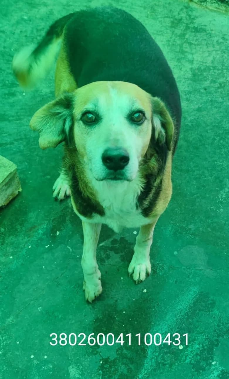 Amore, male puppy Mixed Breed for adoption at Canile Rifugio Oasi