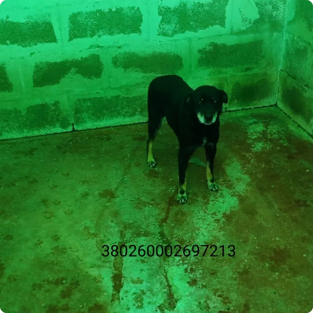Amy, male puppy Mixed Breed for adoption at Canile Rifugio Oasi