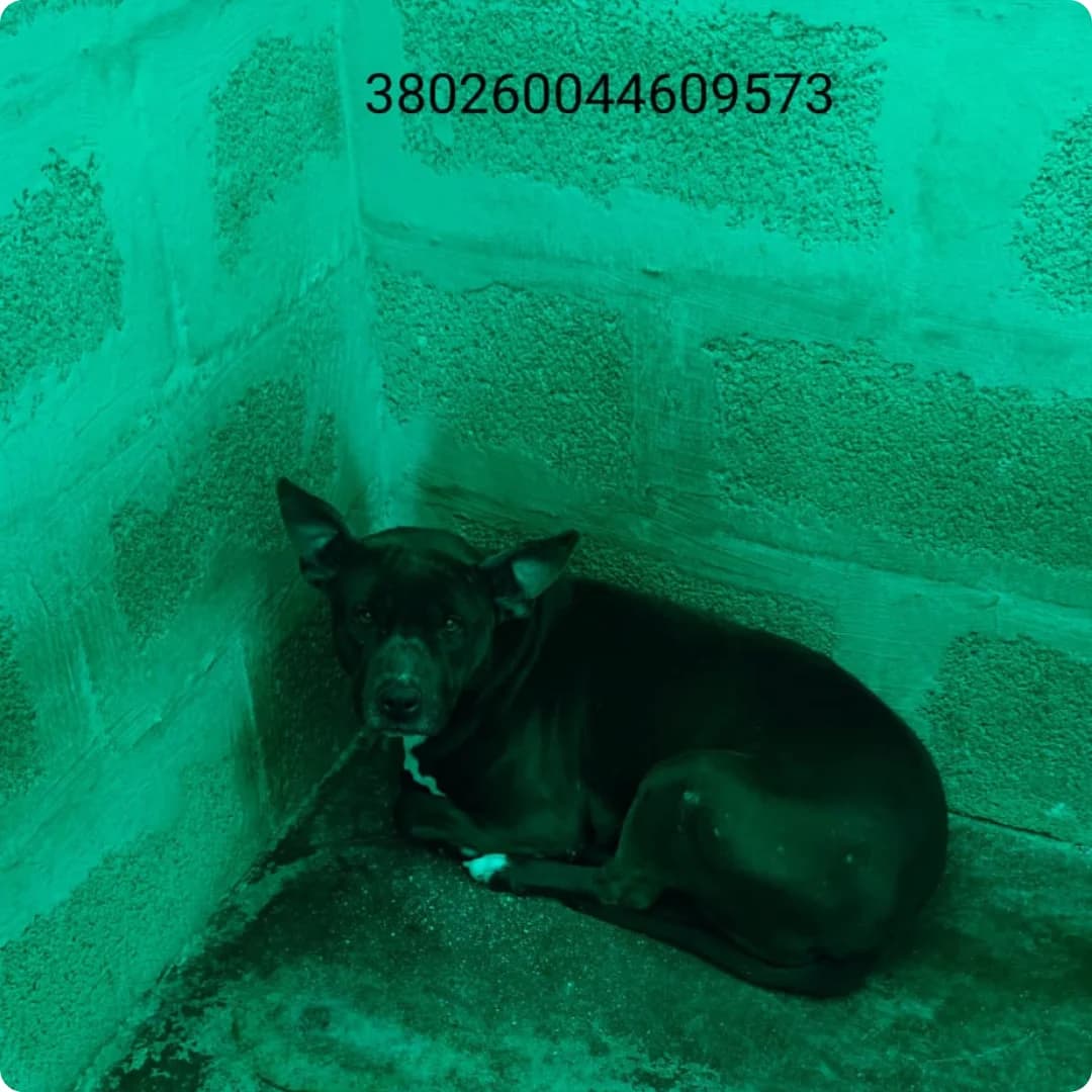 Andia, male puppy Mixed Breed for adoption at Canile Rifugio Oasi