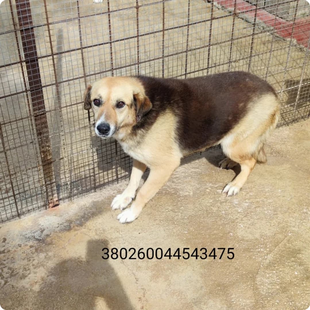 Aris, male puppy Mixed Breed for adoption at Canile Rifugio Oasi