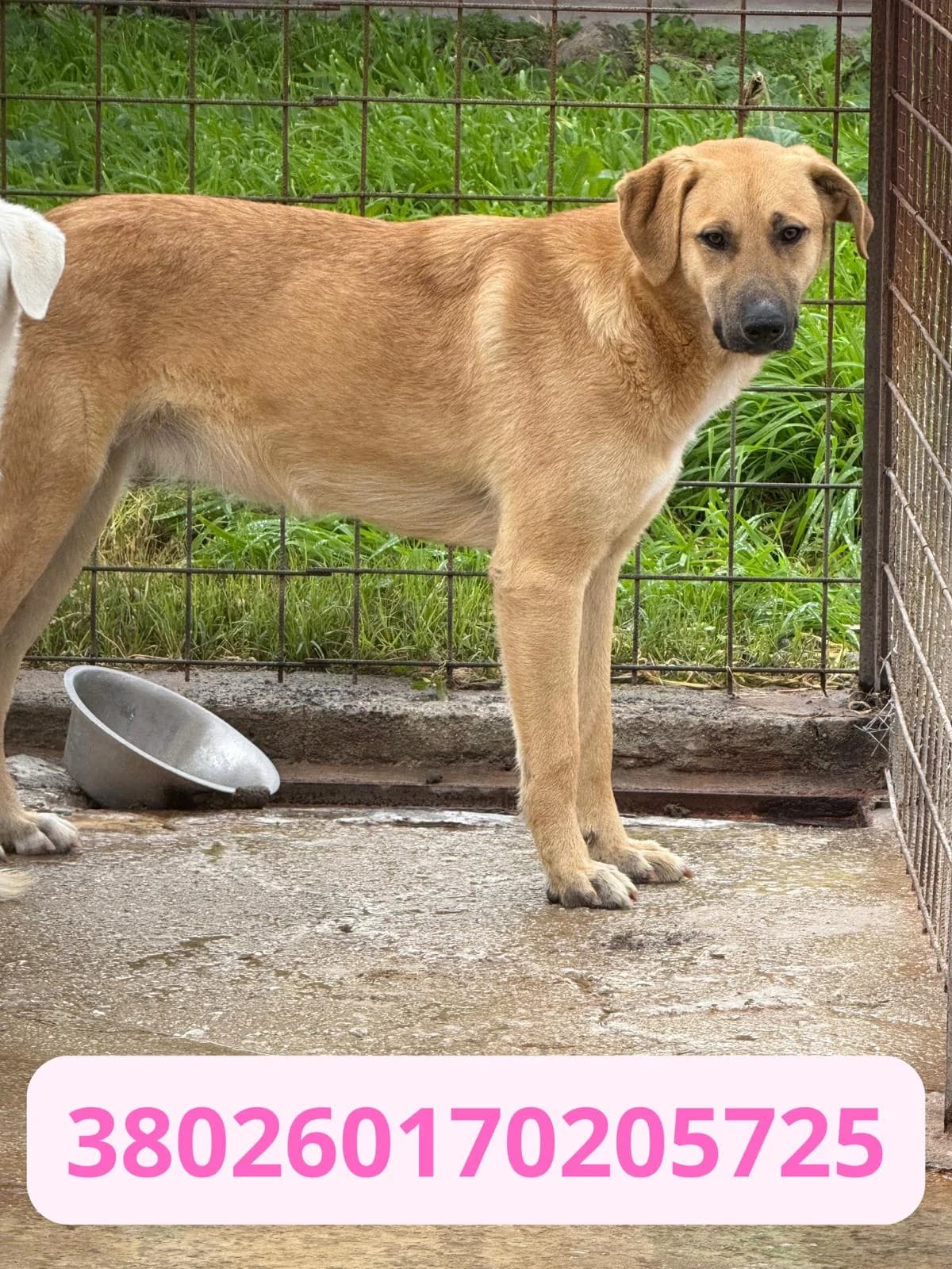 ASIA, male puppy Mixed Breed for adoption at Canile Rifugio Oasi