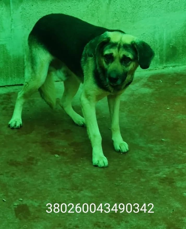 Barto, male puppy Mixed Breed for adoption at Canile Rifugio Oasi