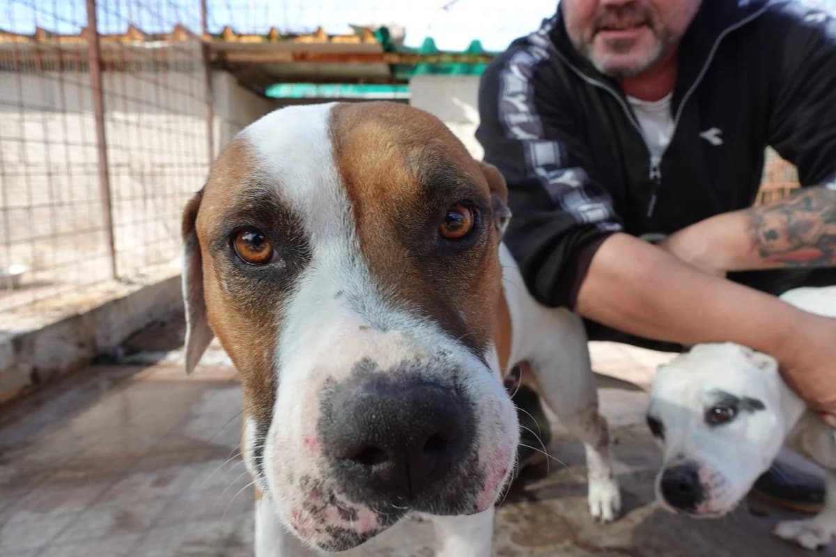 Bel, female puppy Mixed Breed for adoption at Canile Rifugio Oasi