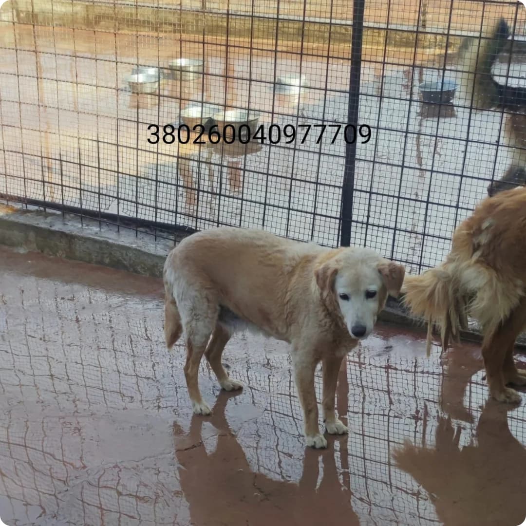 Bella, male puppy Mixed Breed for adoption at Canile Rifugio Oasi