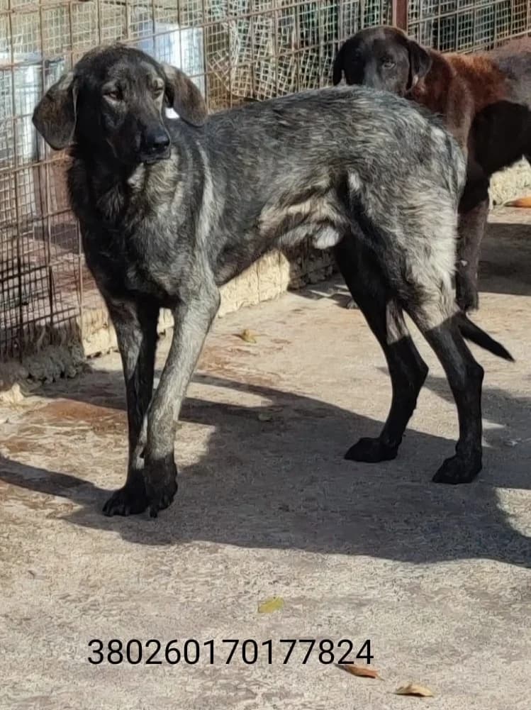 Benny, male puppy Mixed Breed for adoption at Canile Rifugio Oasi