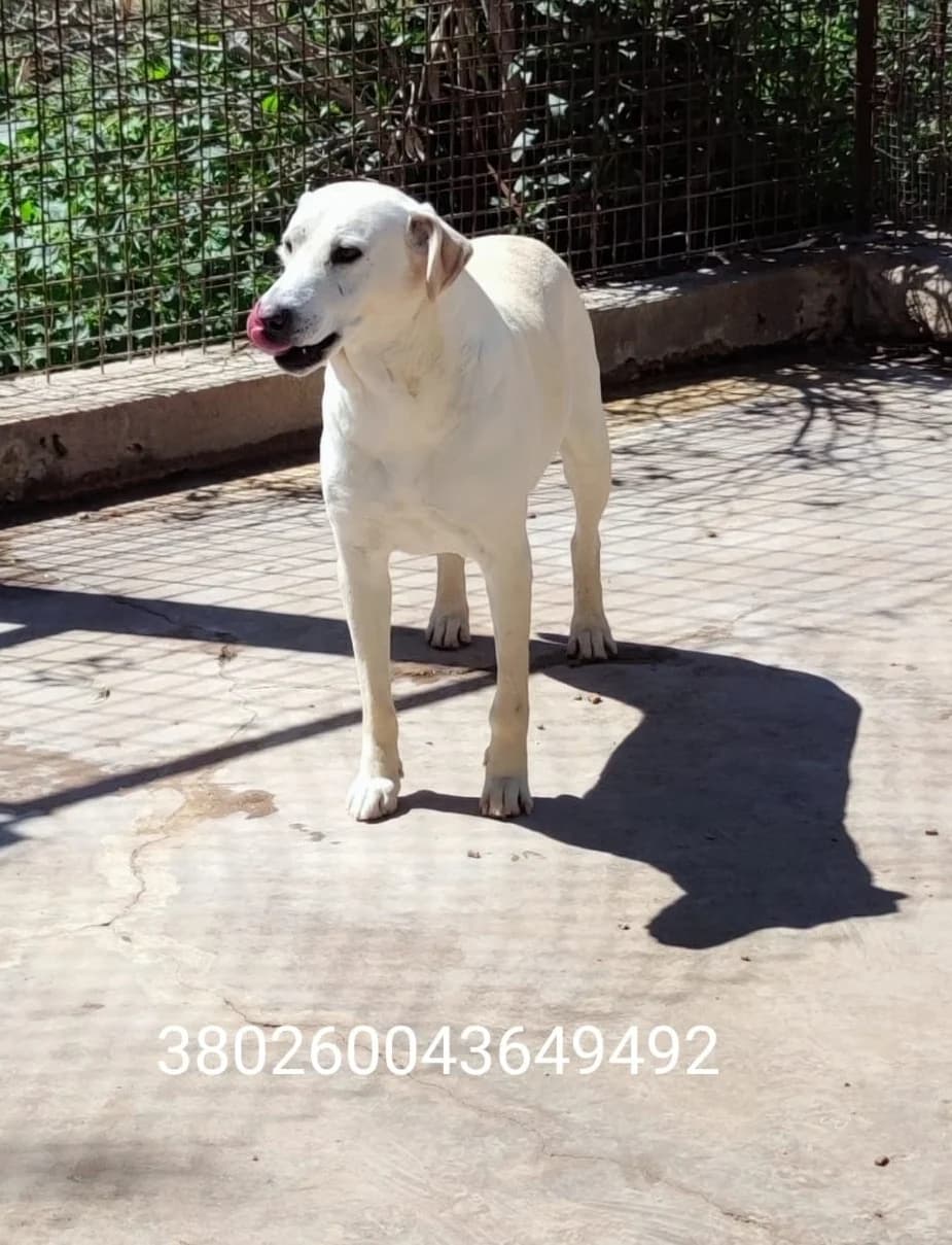 Bianco, male puppy Mixed Breed for adoption at Canile Rifugio Oasi