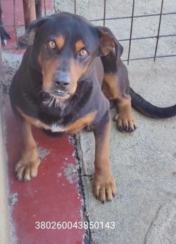 Billy, male puppy Mixed Breed for adoption at Canile Rifugio Oasi
