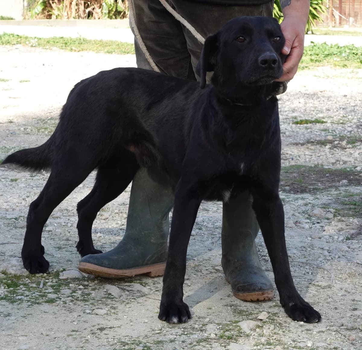 Black, male puppy Mixed Breed for adoption at Canile Rifugio Oasi