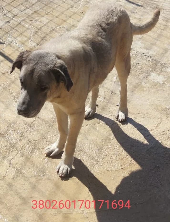 Bob, male puppy Mixed Breed for adoption at Canile Rifugio Oasi