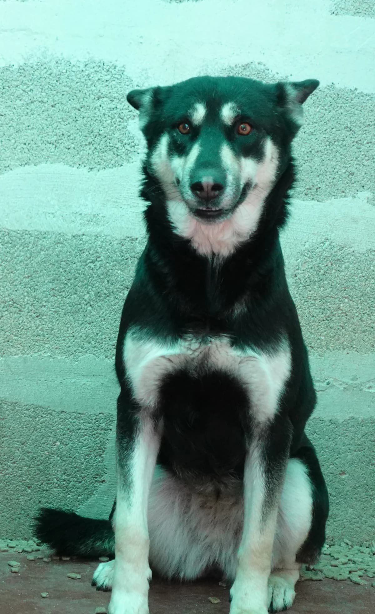 Bullok, male puppy Mixed Breed for adoption at Canile Rifugio Oasi