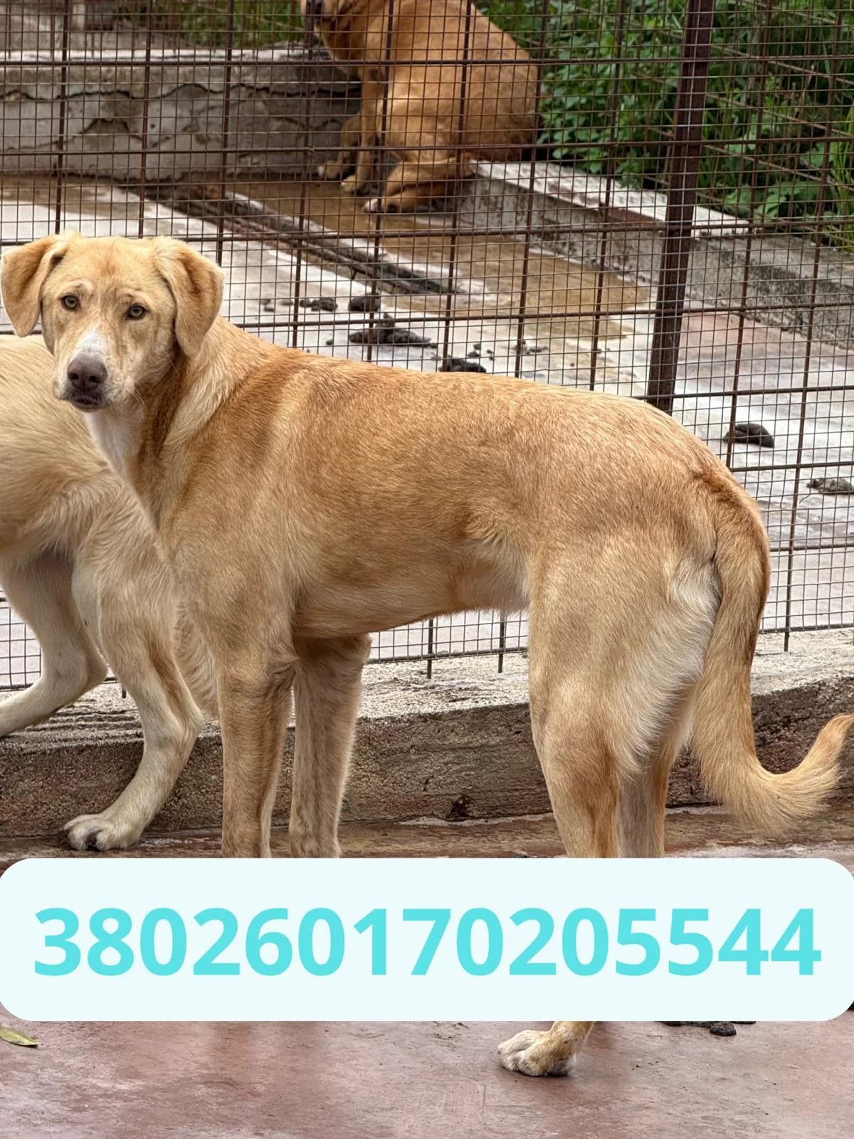 Carlo, male puppy Mixed Breed for adoption at Canile Rifugio Oasi