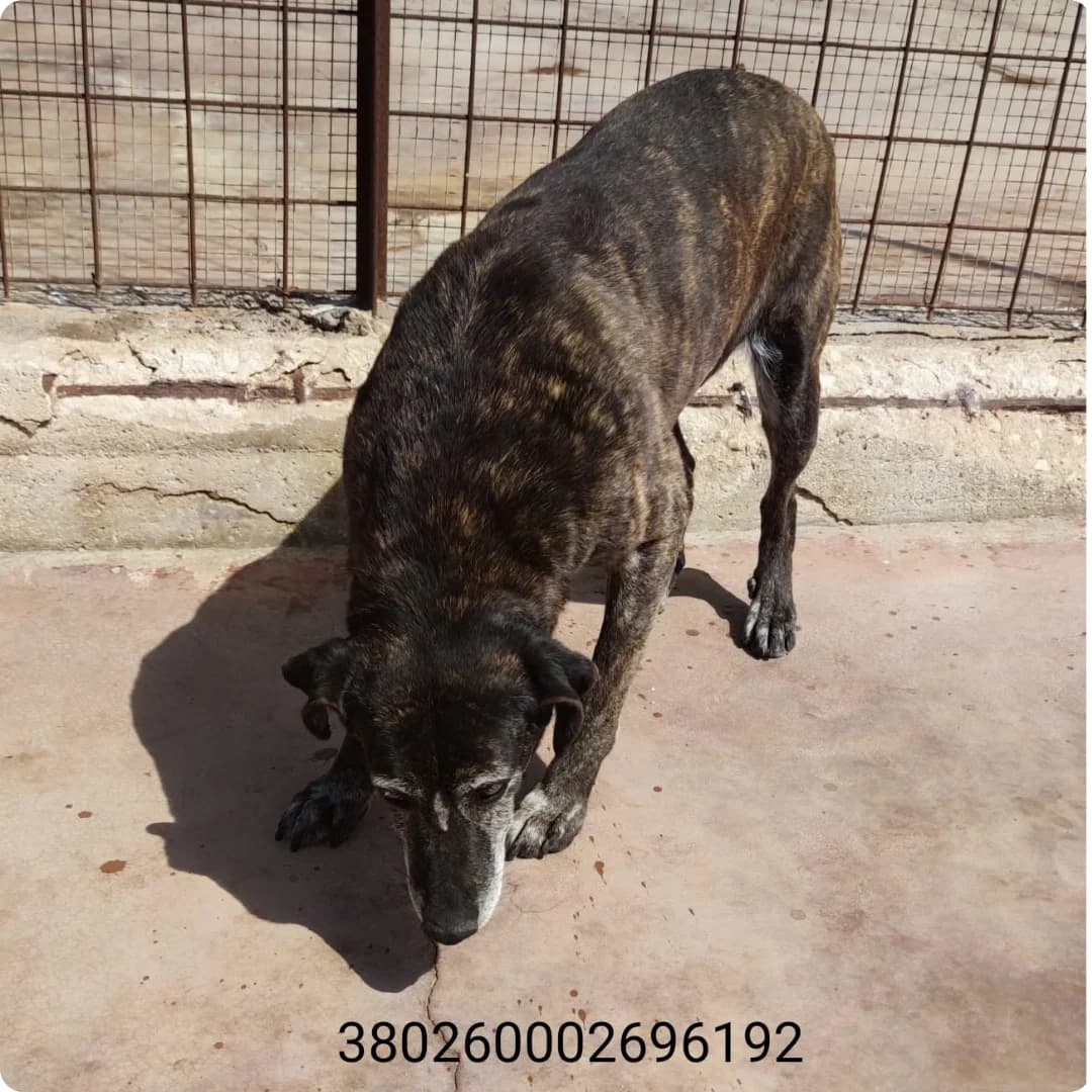 Chiara, male puppy Mixed Breed for adoption at Canile Rifugio Oasi