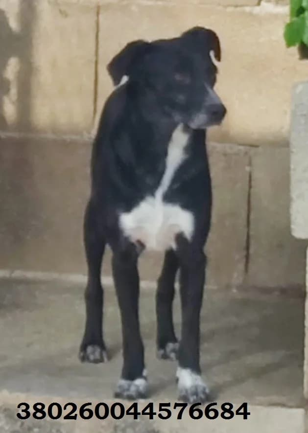 Coco, male puppy Mixed Breed for adoption at Canile Rifugio Oasi