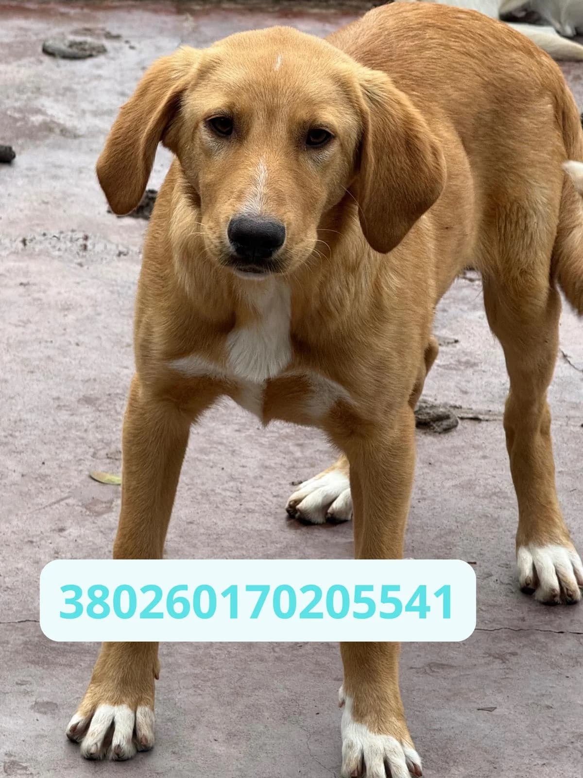 Daitan, male puppy Mixed Breed for adoption at Canile Rifugio Oasi