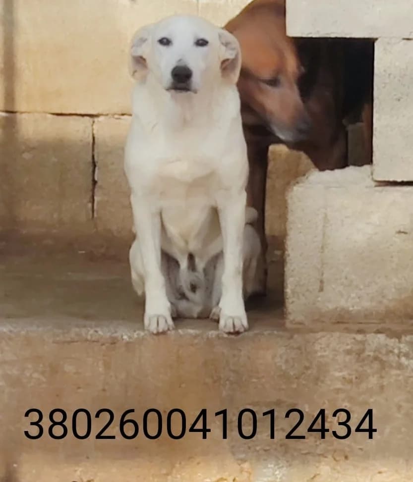 Dante, male puppy Mixed Breed for adoption at Canile Rifugio Oasi