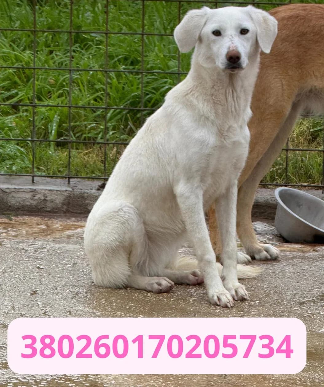 DEA, male puppy Mixed Breed for adoption at Canile Rifugio Oasi