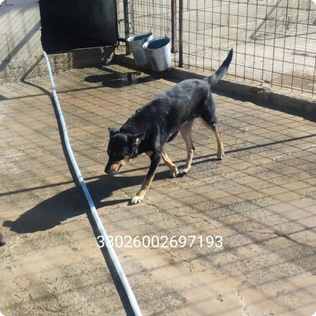 Delia, male puppy Mixed Breed for adoption at Canile Rifugio Oasi