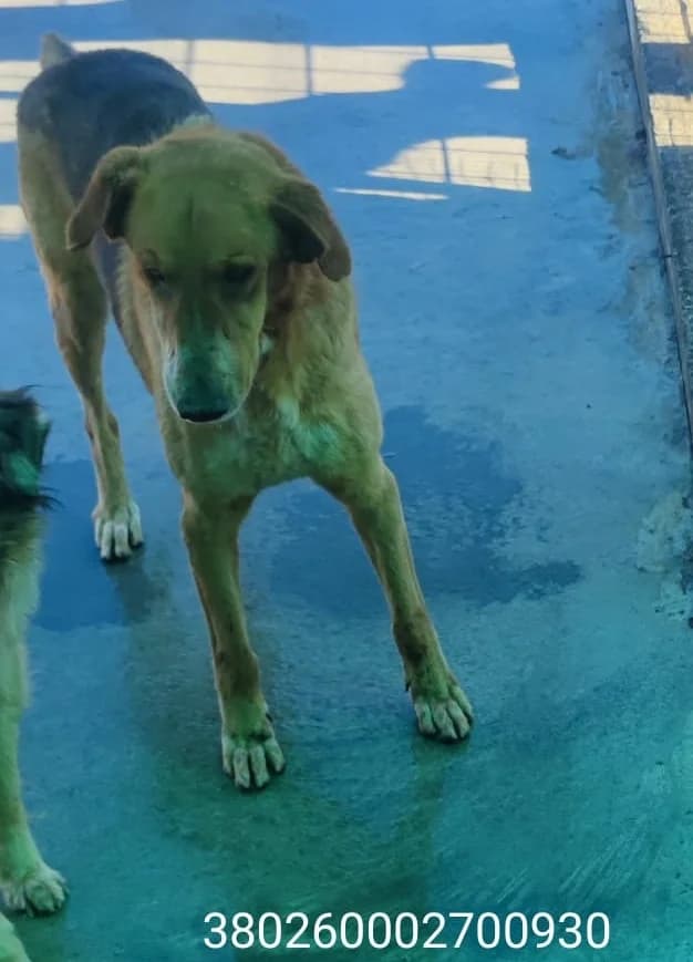 Dino, male puppy Mixed Breed for adoption at Canile Rifugio Oasi