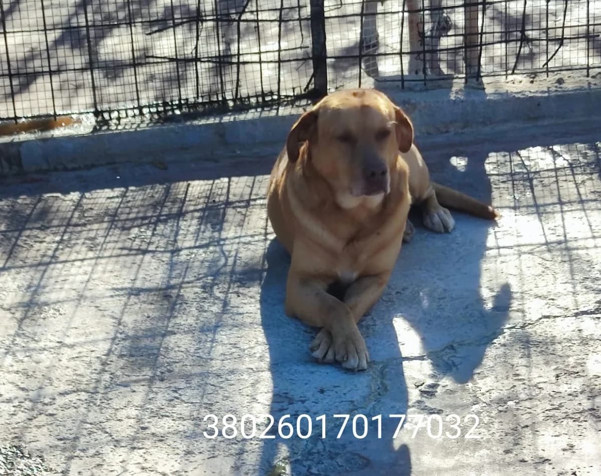 Dodo, male puppy Mixed Breed for adoption at Canile Rifugio Oasi