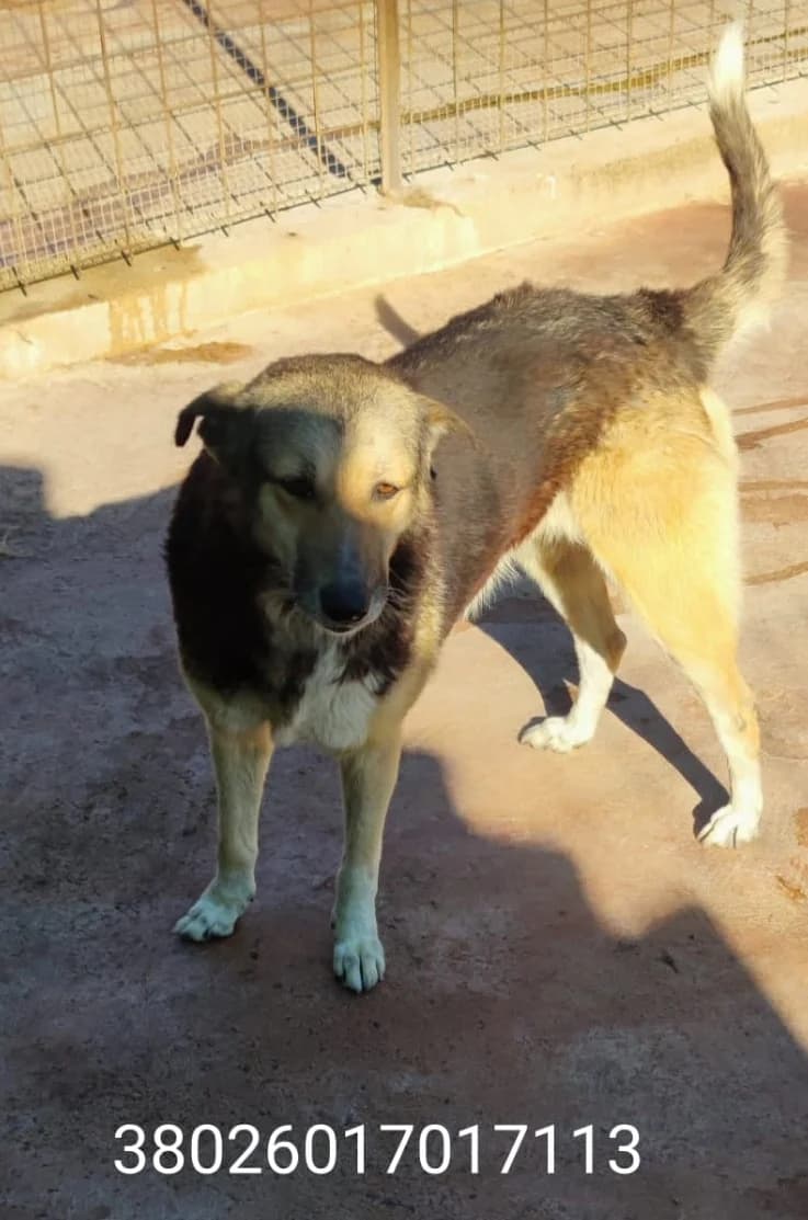 Dolly, male puppy Mixed Breed for adoption at Canile Rifugio Oasi