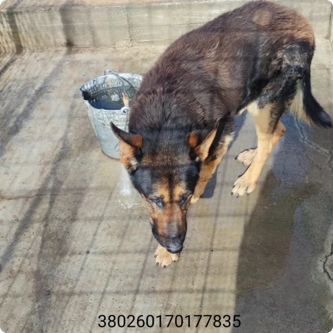 Don, male puppy Mixed Breed for adoption at Canile Rifugio Oasi