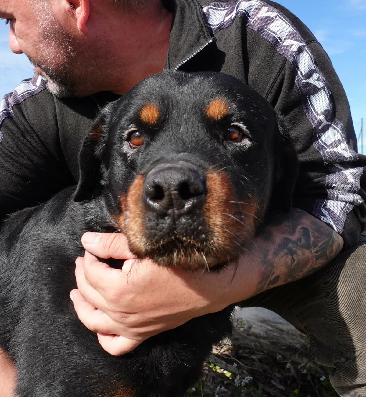 Ector, male Mixed Breed for adoption at Canile Rifugio Oasi
