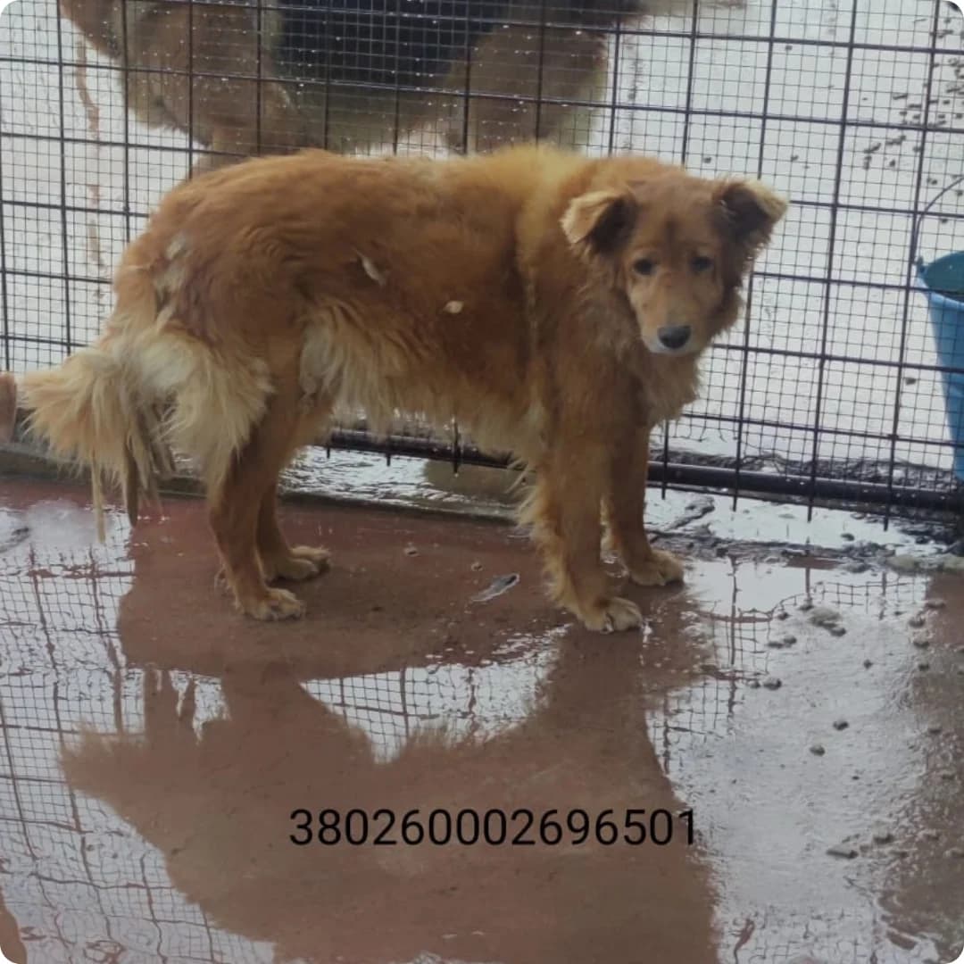 Eleni, male puppy Mixed Breed for adoption at Canile Rifugio Oasi