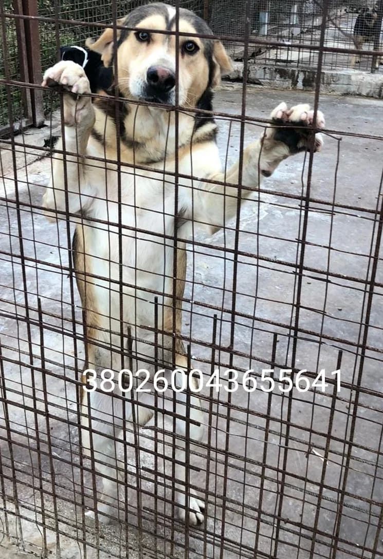 Elliot, male puppy Mixed Breed for adoption at Canile Rifugio Oasi