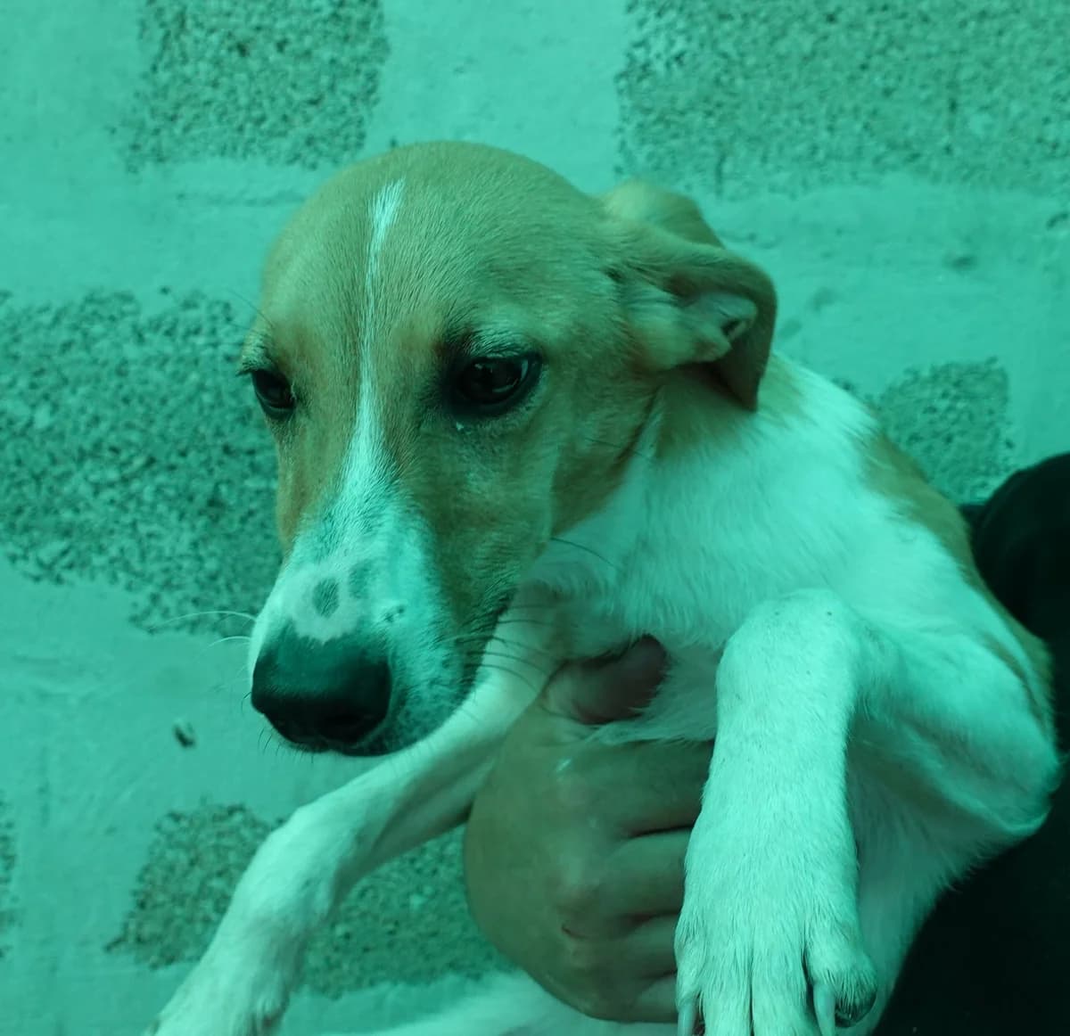 Emma, female puppy Mixed Breed for adoption at Canile Rifugio Oasi