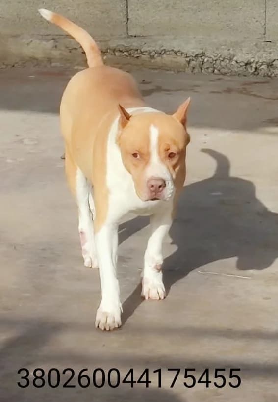Emma, male puppy Mixed Breed for adoption at Canile Rifugio Oasi