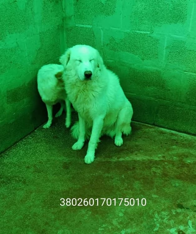 Filip, male puppy Mixed Breed for adoption at Canile Rifugio Oasi